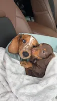 Archie , a male Miniature Dachshund for sale in Hickory, NC – 9 of 10