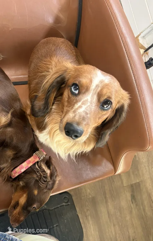 Archie  – Miniature Dachshund puppy for sale in Hickory, NC