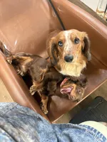 Archie , a male Miniature Dachshund for sale in Hickory, NC – 5 of 10
