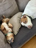 Archie , a male Miniature Dachshund for sale in Hickory, NC – 8 of 10
