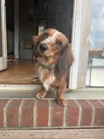 Archie , a male Miniature Dachshund for sale in Hickory, NC – 2 of 10