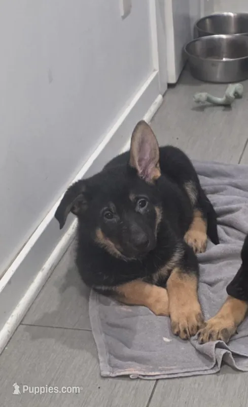 Perky, a female German Shepherd Dog for sale in Jobstown, NJ – Photo 1 of 1