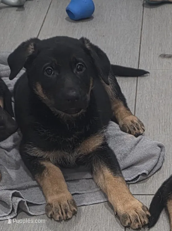 Sweet Girl, a female German Shepherd Dog for sale in Jobstown, NJ – Photo 1 of 1