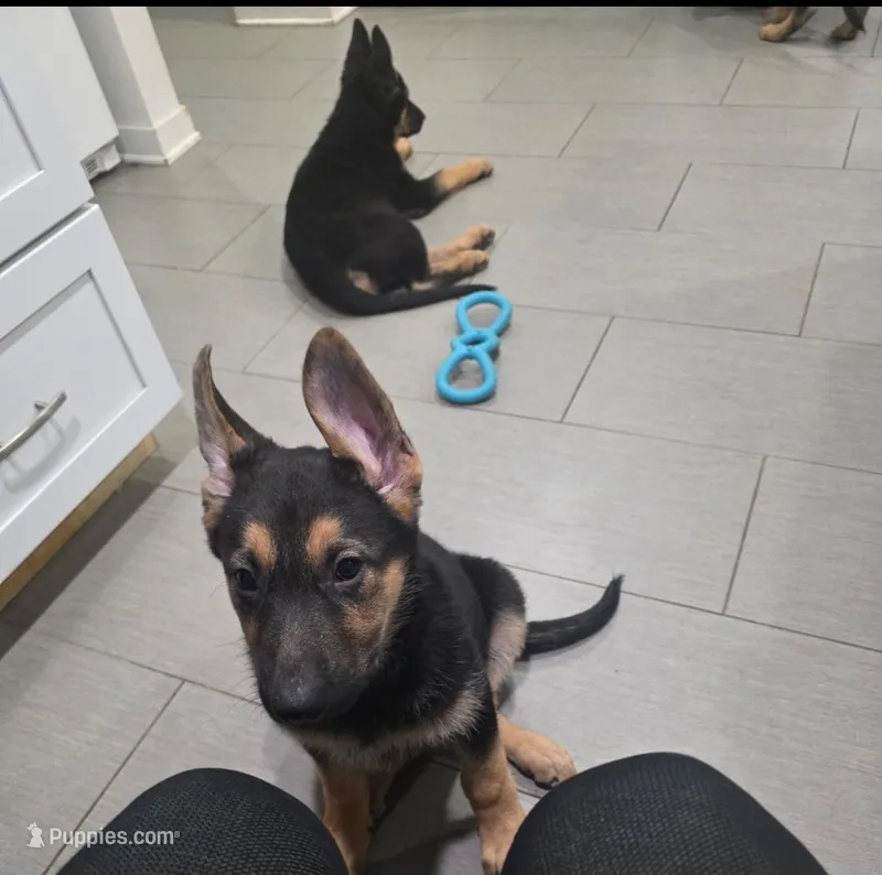 L'orange, a female German Shepherd Dog for sale in Jobstown, NJ – Photo 1 of 1