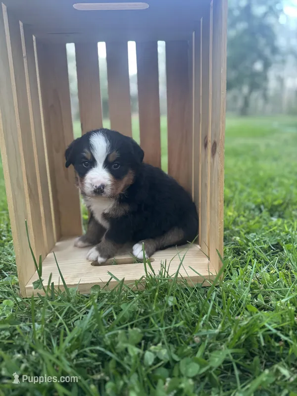 Nora – Bernese Mountain Dog puppy for sale in Lawrenceburg, TN