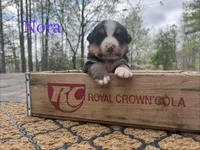 Nora, a female Bernese Mountain Dog for sale in Lawrenceburg, TN – Photo 2 of 3