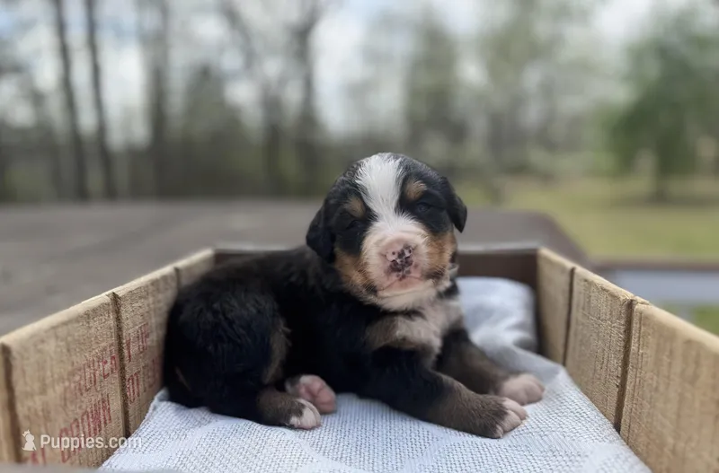 Nora – Bernese Mountain Dog puppy for sale in Lawrenceburg, TN
