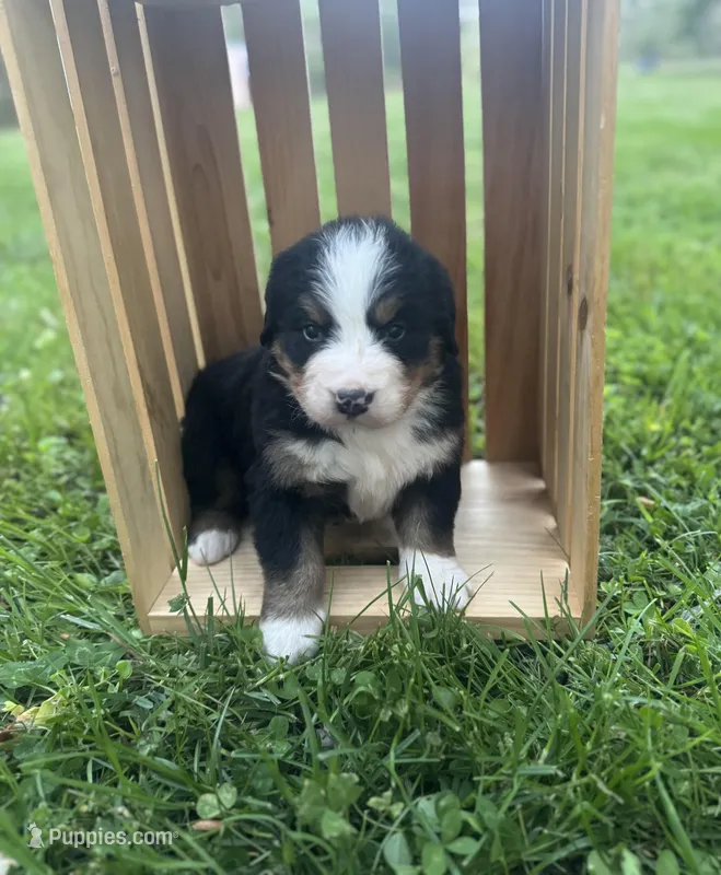 Opie – Bernese Mountain Dog puppy for sale in Lawrenceburg, TN