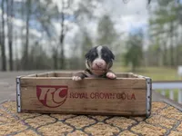 Opie, a male Bernese Mountain Dog for sale in Lawrenceburg, TN – Photo 3 of 4