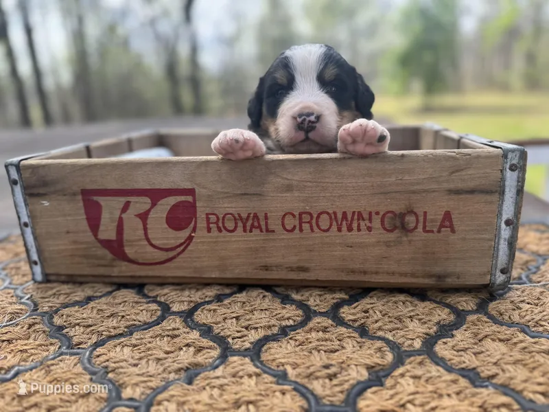 Opie – Bernese Mountain Dog puppy for sale in Lawrenceburg, TN