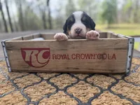 Opie, a male Bernese Mountain Dog for sale in Lawrenceburg, TN – Photo 1 of 4