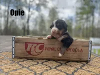 Opie, a male Bernese Mountain Dog for sale in Lawrenceburg, TN – Photo 2 of 4