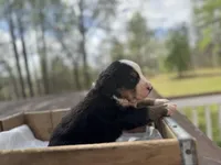 Quinn, a male Bernese Mountain Dog for sale in Lawrenceburg, TN – Photo 2 of 4