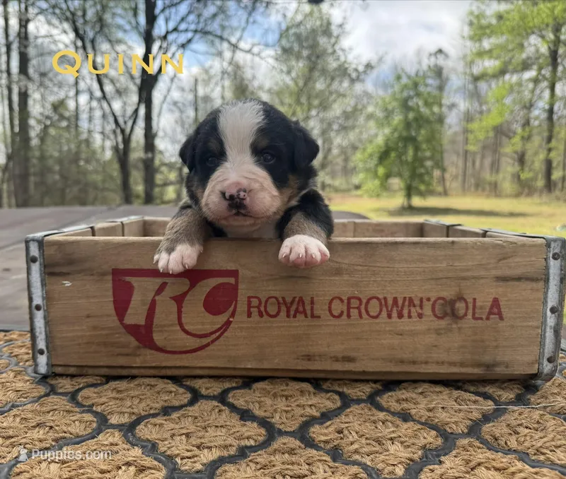 Quinn – Bernese Mountain Dog puppy for sale in Lawrenceburg, TN
