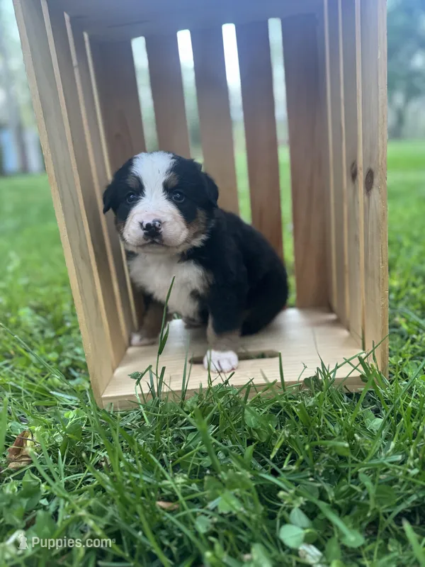 Quinn – Bernese Mountain Dog puppy for sale in Lawrenceburg, TN