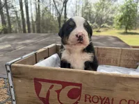 Quinn, a male Bernese Mountain Dog for sale in Lawrenceburg, TN – Photo 3 of 4