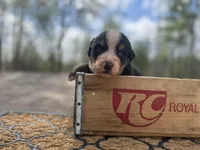 Raven, a female Bernese Mountain Dog for sale in Lawrenceburg, TN – Photo 3 of 5