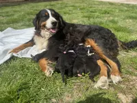 Raven, a female Bernese Mountain Dog for sale in Lawrenceburg, TN – Photo 5 of 5