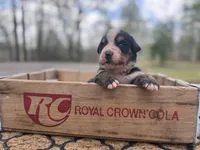 Raven, a female Bernese Mountain Dog for sale in Lawrenceburg, TN – Photo 4 of 5