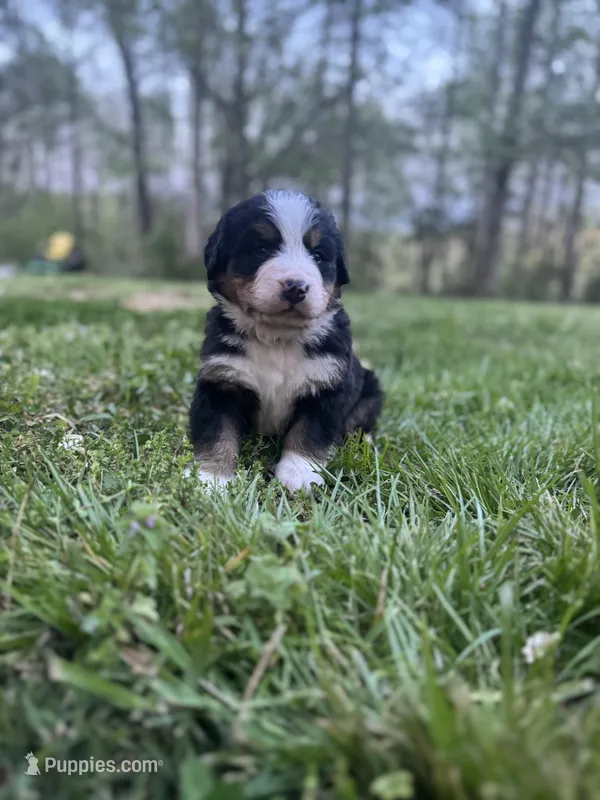Raven – Bernese Mountain Dog puppy for sale in Lawrenceburg, TN
