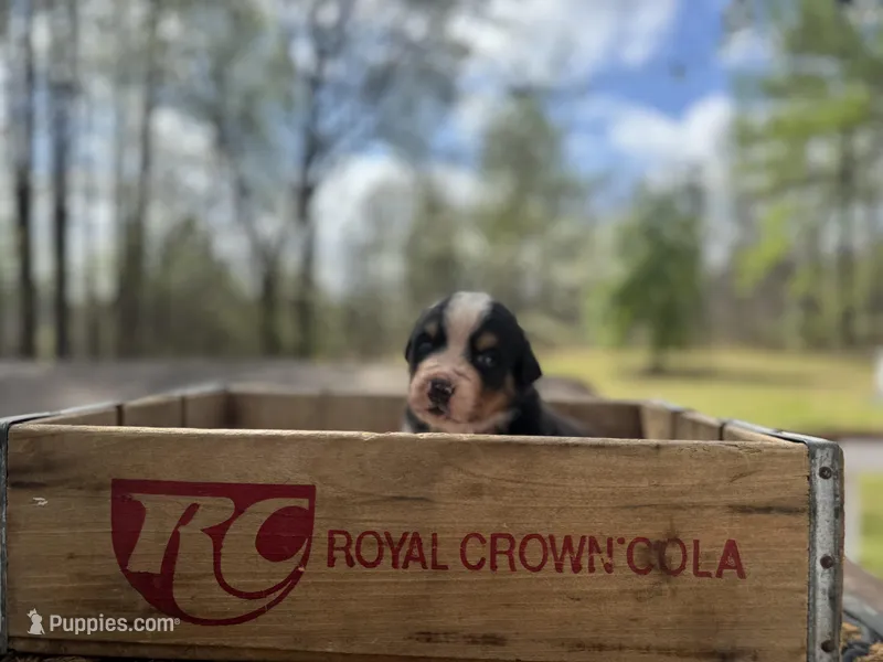 Raven – Bernese Mountain Dog puppy for sale in Lawrenceburg, TN