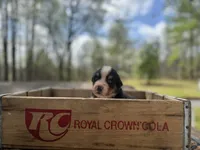 Raven, a female Bernese Mountain Dog for sale in Lawrenceburg, TN – Photo 1 of 5