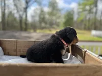 Raven, a female Bernese Mountain Dog for sale in Lawrenceburg, TN – Photo 2 of 5