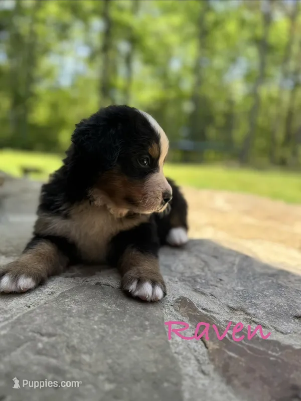 Raven – Bernese Mountain Dog puppy for sale in Lawrenceburg, TN
