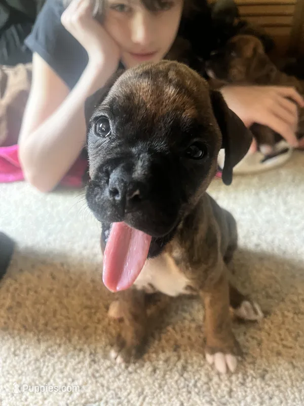 Mazie – Boxer puppy for sale in Nashville, TN