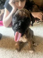 Mazie, a female Boxer for sale in Nashville, TN – 1 of 3