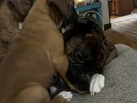 Milo, a male Boxer for sale in Hermitage, TN – 2 of 4