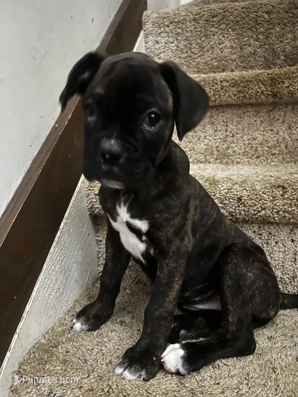 Juliet – Boxer puppy for sale in Hermitage, TN