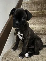 Juliet, a female Boxer for sale in Hermitage, TN – 1 of 5