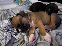 Dozier, a male Boxer for sale in Nashville, TN – 4 of 5