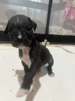 Scoot, a male Boxer for sale in Nashville, TN – 4 of 5