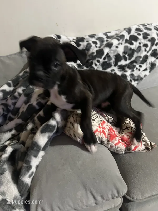 Scoot – Boxer puppy for sale in Hermitage, TN