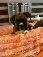 A.J, a male Boxer for sale in Hermitage, TN – 7 of 7