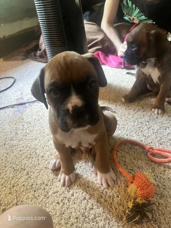 Dozier – Boxer puppy for sale in Nashville, TN