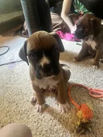 Dozier, a male Boxer for sale in Nashville, TN – 1 of 5