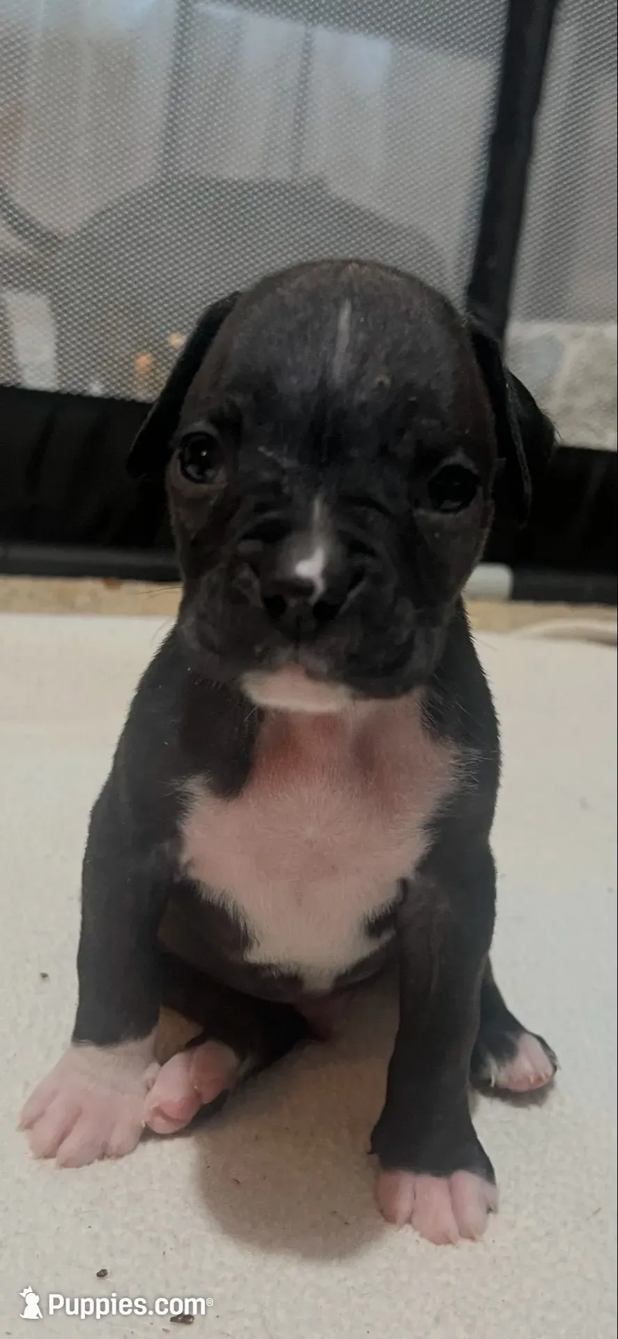 Scoot, a male Boxer for sale in Nashville, TN – 5 of 5