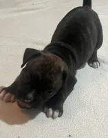 Scoot, a male Boxer for sale in Nashville, TN – 2 of 5