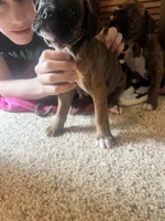 Mazie, a female Boxer for sale in Nashville, TN – 3 of 3