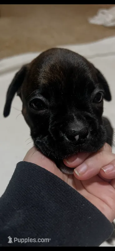 Milo – Boxer puppy for sale in Hermitage, TN