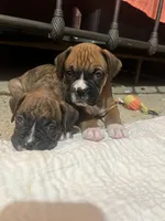 Dozier, a male Boxer for sale in Nashville, TN – 2 of 5