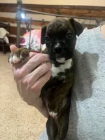 Mya, a female Boxer for sale in Nashville, TN – 4 of 5