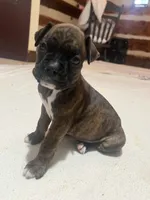 Mya, a female Boxer for sale in Nashville, TN – 5 of 5
