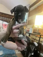 Mya, a female Boxer for sale in Nashville, TN – 2 of 5