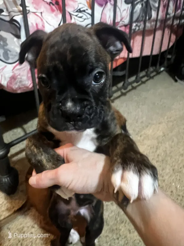 Romeo – Boxer puppy for sale in Hermitage, TN