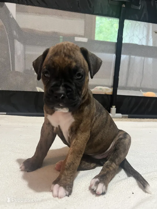 Mazie – Boxer puppy for sale in Hermitage, TN