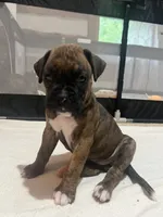 Mazie, a female Boxer for sale in Nashville, TN – 2 of 3